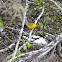 yellow warbler