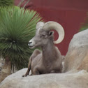 borrego cimarron