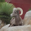 borrego cimarron