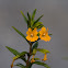 Bush Monkey Flower