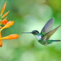 Collared Inca 