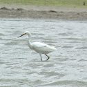 Snowy Egret