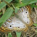 White Peacock