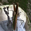 Chinese mantid