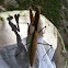 Chinese mantid