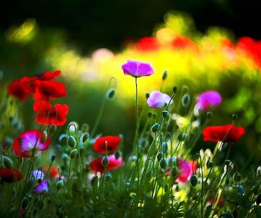 How to mod Flower Live Wallpaper patch 1.0 apk for bluestacks