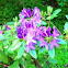Rhododendron: Purple