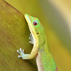 Gold Dust Day Gecko