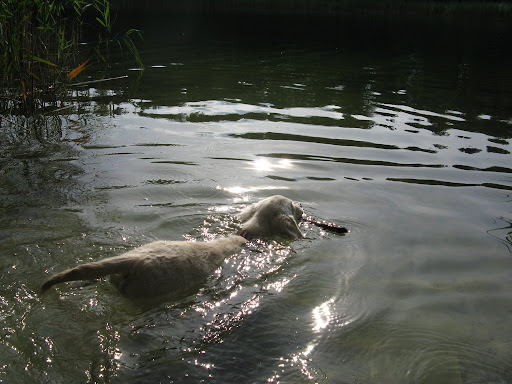 goldenek, golden retriever