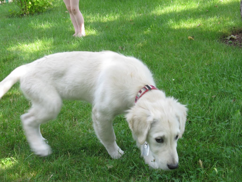 goldenek, golden retriever