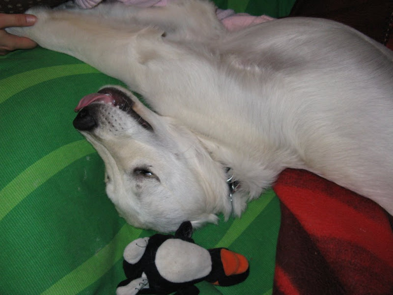 golden retriever i pingwin, goldenek i pingwin