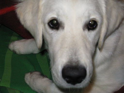 Golden Retriever, goldenek, golden