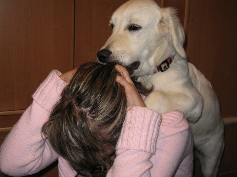 Golden Retriever na pani, goldenek na pani