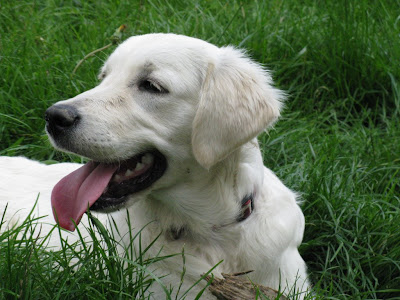 golden retriever szkolenie