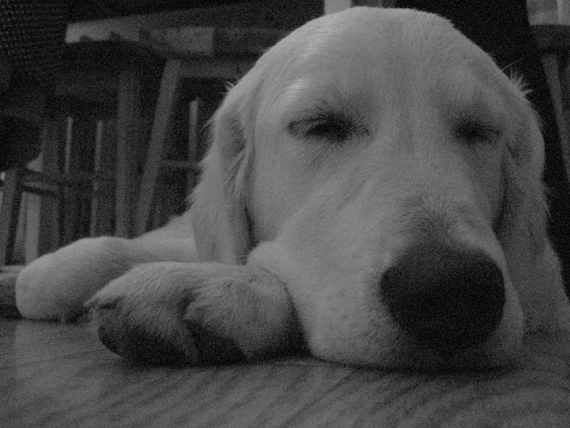 Golden Retriever śpi