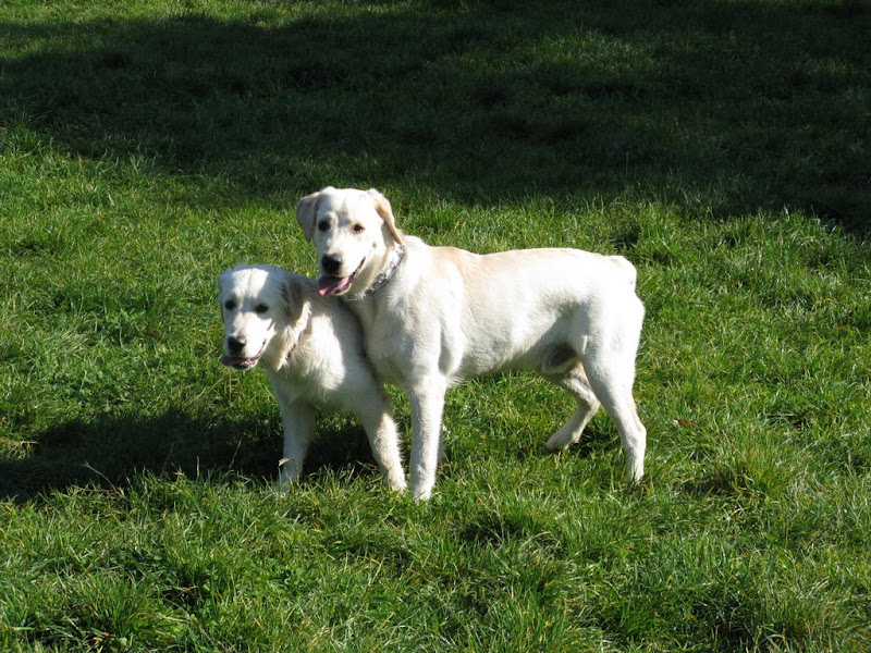 Golden Retriever i Labrador Retriever