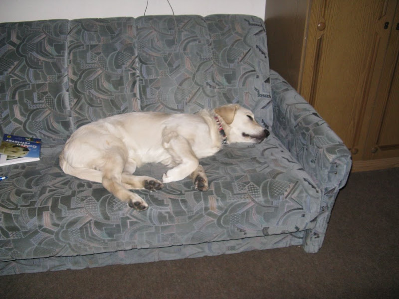 Golden Retriver na łóżku