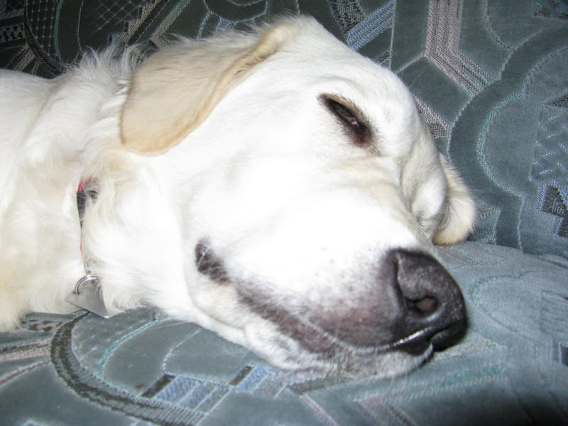 Golden Retriever łóżko