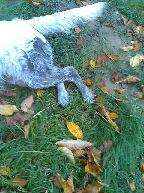 Golden Retriever brud Golden Retriever brud