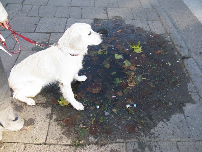 Golden Retriver kałuża