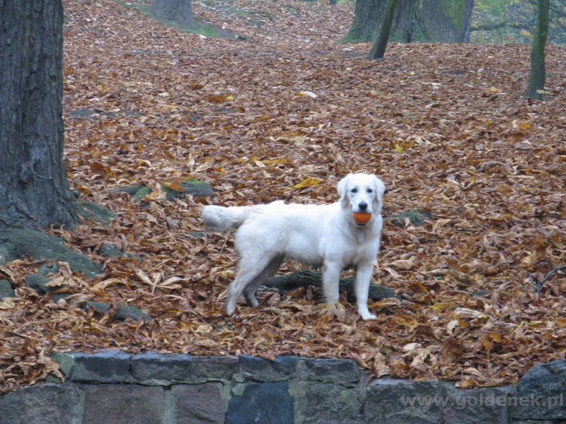 Golden Retriver jesień
