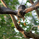 Cooper Hawk