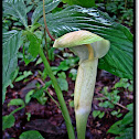 Cobra Lily