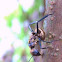 Golden carpenter Ant