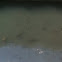 Carpe reine - 'queen' carp