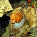 Giant Tun