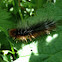 Garden Tiger Moth