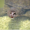 Florida Softshell Turtle