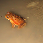 Gulf Coast Toad