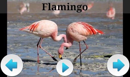 How to download Best South American Animals 1.3 unlimited apk for laptop