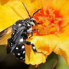 Domino Cuckoo Bee