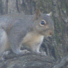 Grey squirrel