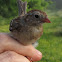 Field Sparrow