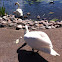 Mute Swan