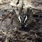 Water Spider