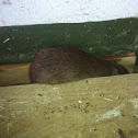 Southern Brown Bandicoot