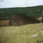 Southern Brown Bandicoot