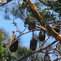 Grey-headed Flying Fox