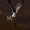 Laughing Gull (Juvenile)