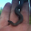 Rough earth snake