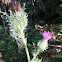 Bull thistle