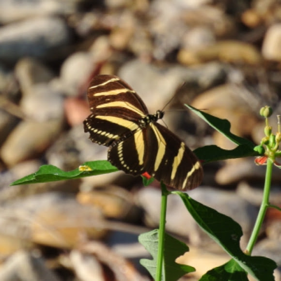 Spotting Image 1