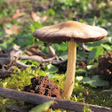 Spring Brittlestem