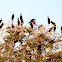 African Openbill
