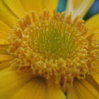 Blanket flower