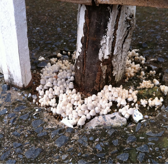 Spotting Image 1